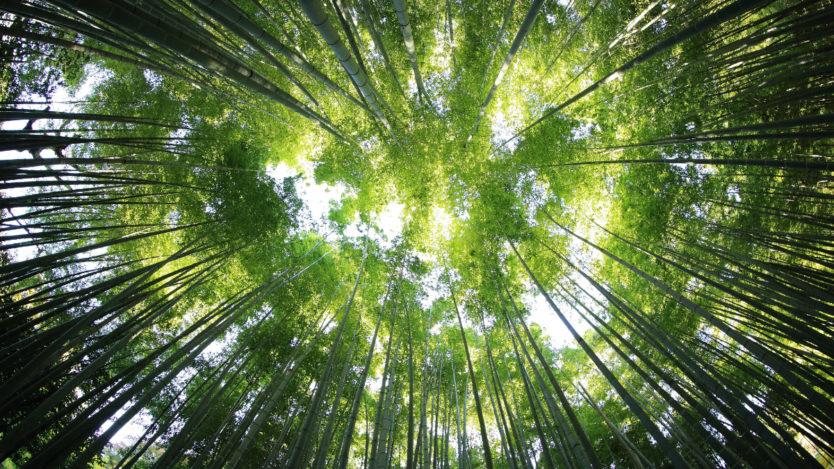 Forêt - Impact environnemental